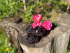 Flores de la Tierra - Jabón Artesanal by OBS